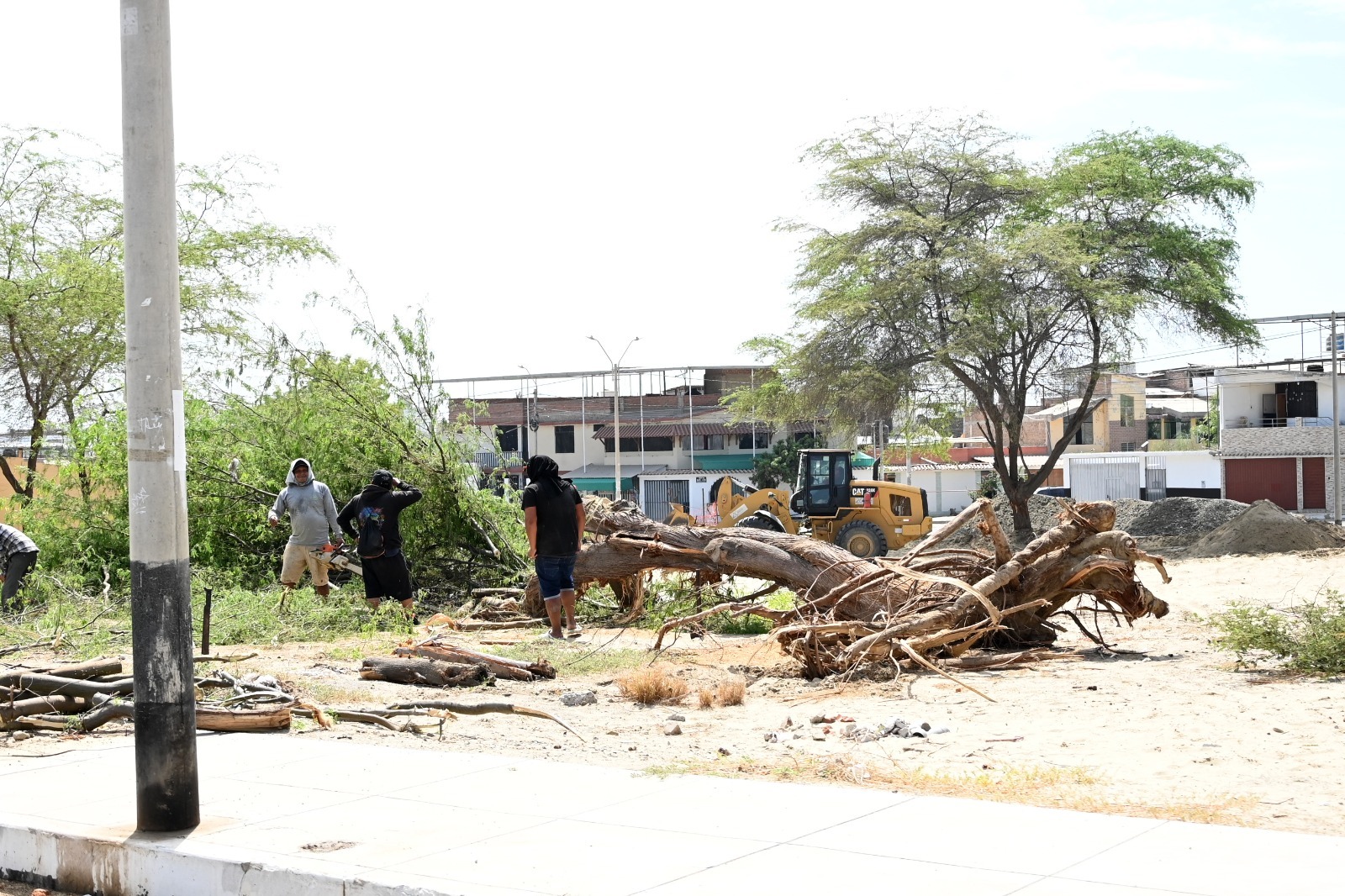 Piura: MPP sanciona al consorcio por talar árboles sin autorización