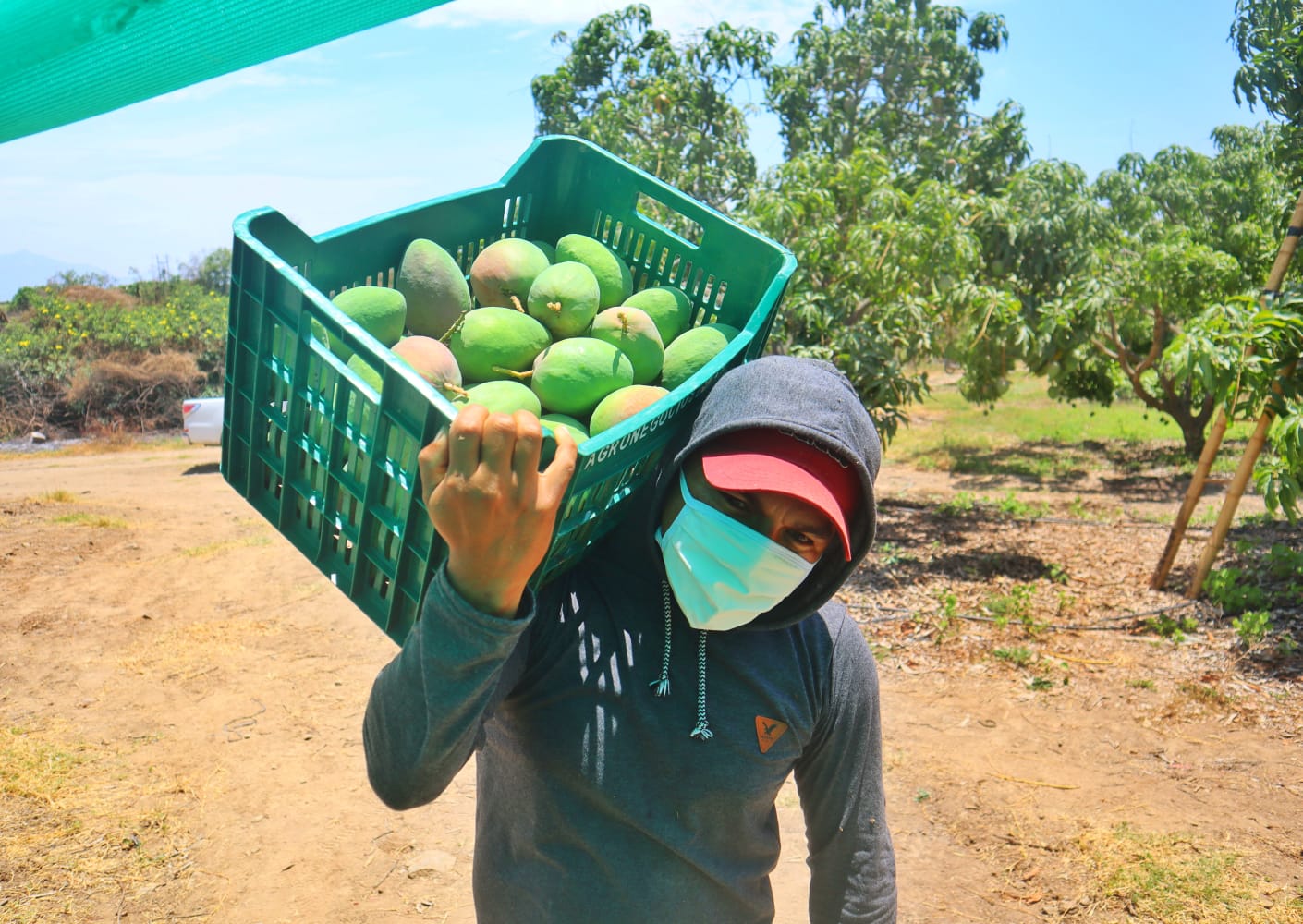 Crisis en Piura: 80% de la cosecha de mango perdida afecta agricultores