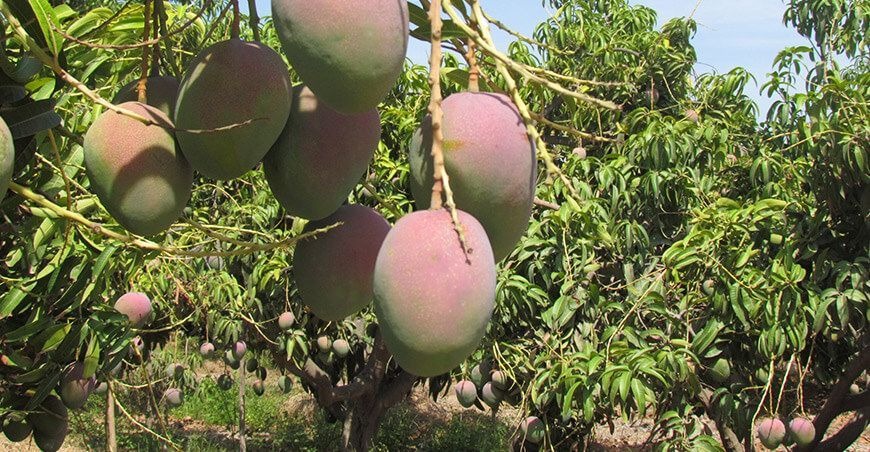 Piura: Agricultores dejan de malograr sus cosechas de mango por bajos precios