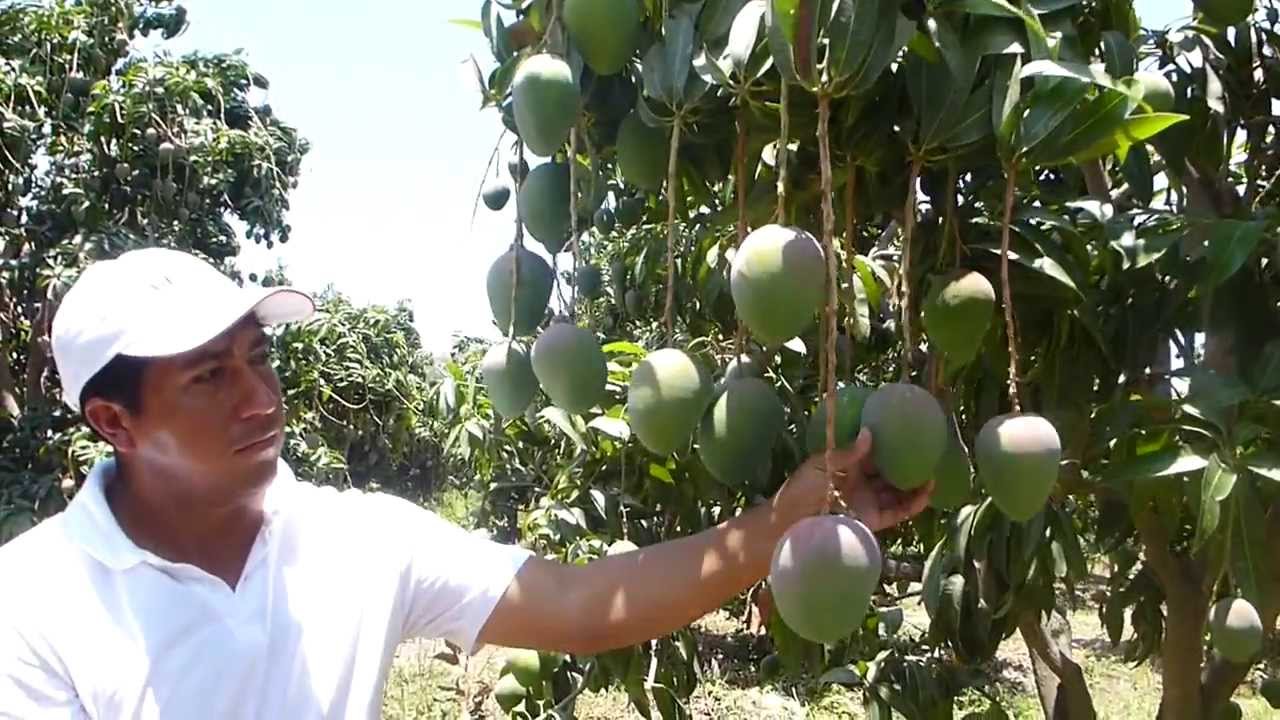 Piura: Agricultores de Tambogrande rechazan propuesta del Midagri y defienden siembra de mango