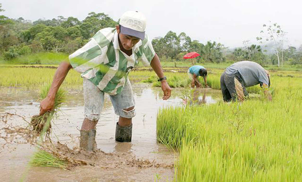 Agricultores de Medio y Bajo Piura inician siembra de 10 mil hectáreas de arroz