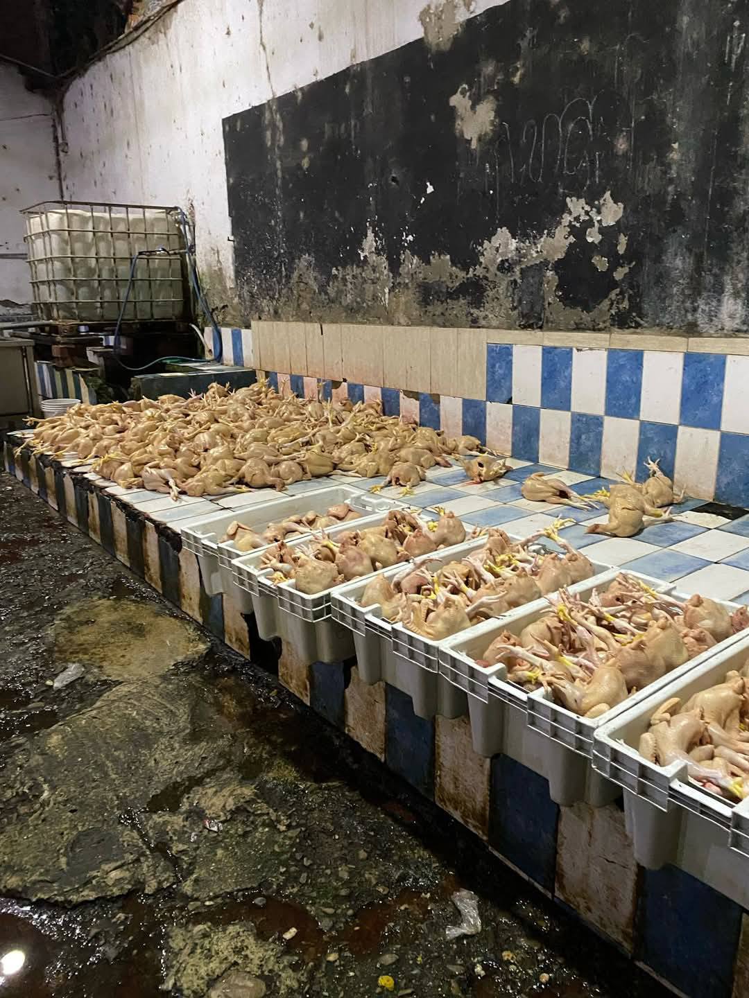 Clausuran local clandestino de sacrificio de pollos en Talara por insalubridad