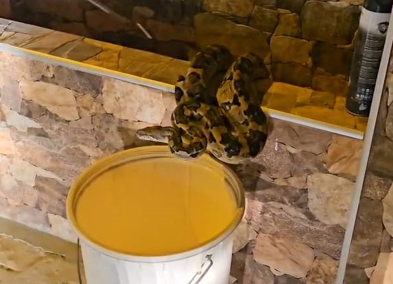 Rescatan a una boa que se encontraba en el jardín de una casa en el distrito de Castilla