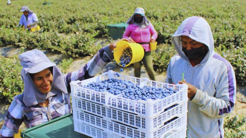 Perú se posiciona como líder mundial en exportación de arándanos