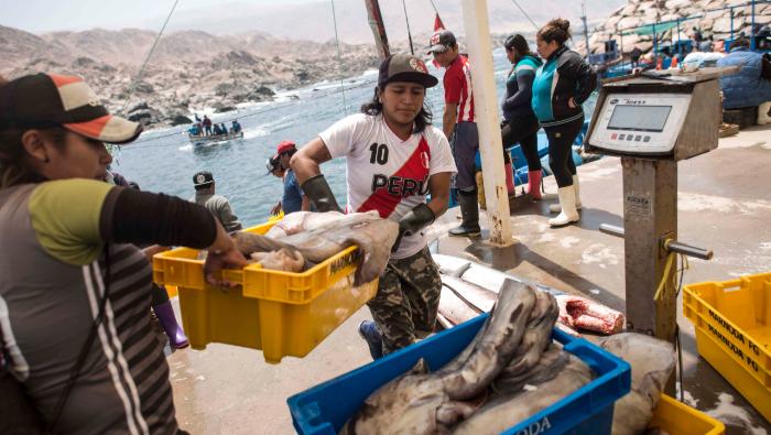 Produce fija en 190 mil toneladas el límite de captura del calamar gigante o pota