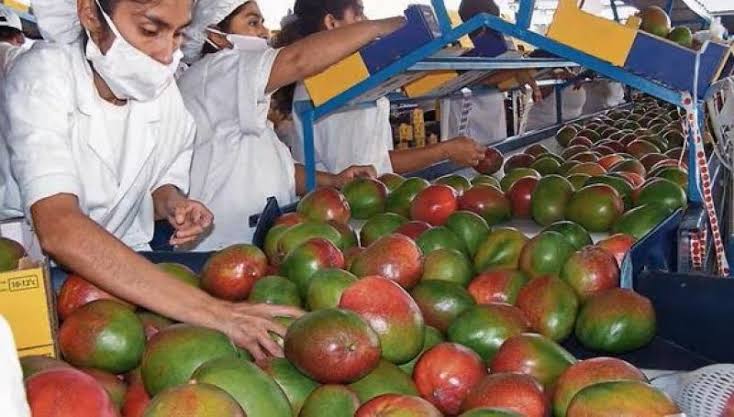 Producción de mango en Perú creció 532.2% en enero gracias al clima