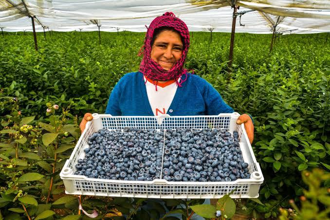 Exportaciones agrarias superan los US$ 2,200 millones en enero y febrero de 2025