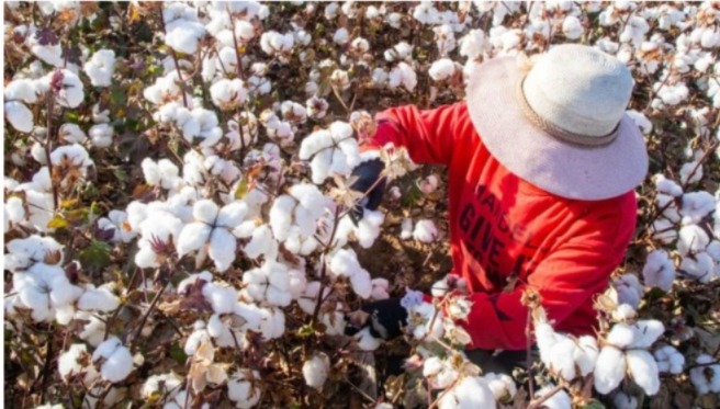 Piura impulsa la siembra de 1,600 hectáreas de algodón con apoyo técnico