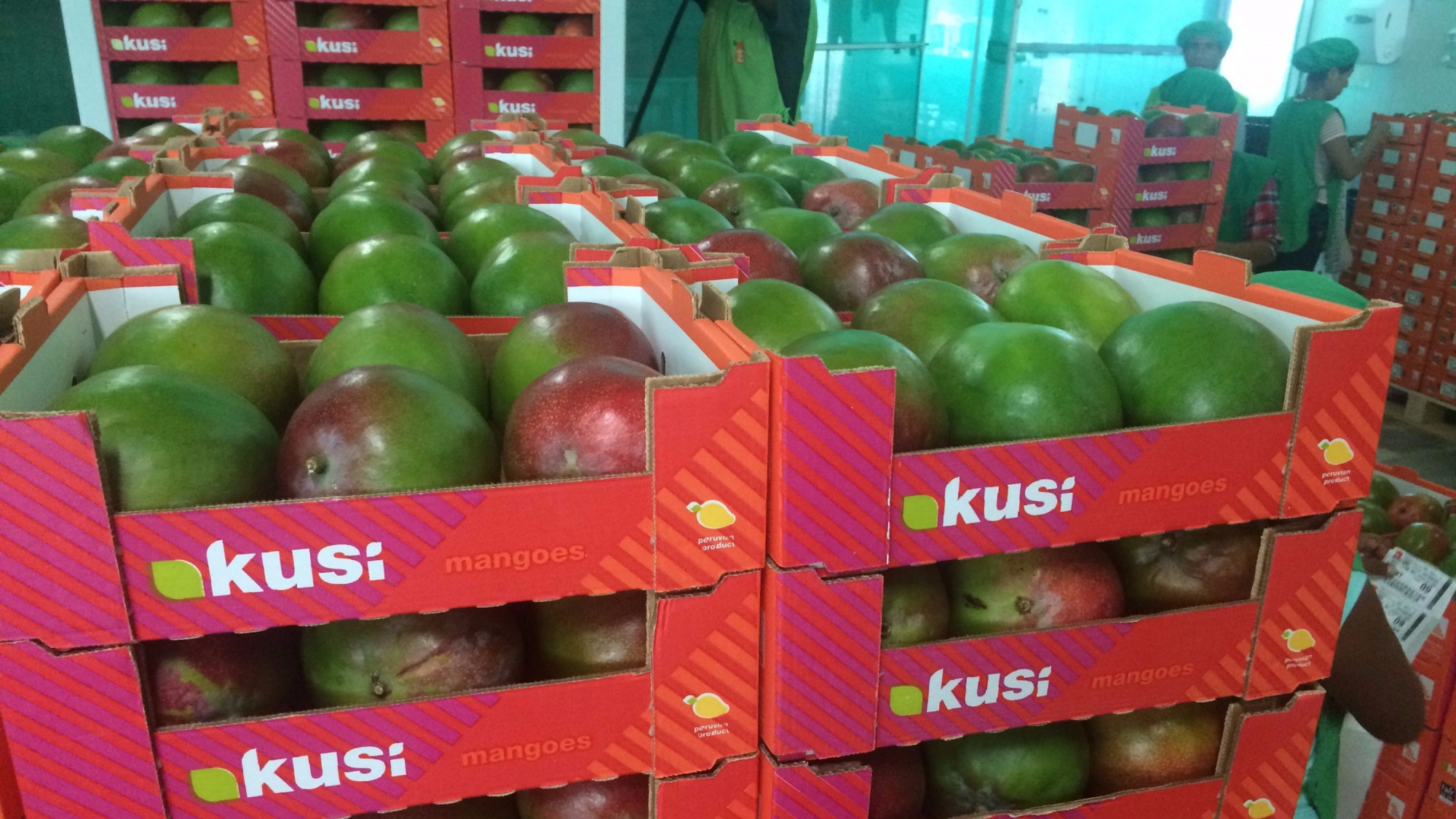 Campaña de mango peruano cierra con pérdidas por clima y bajos precios
