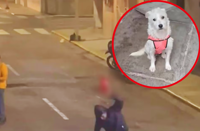 Sujeto le quita la vida a perrita golpeándola contra el suelo en Centro Histórico de Trujillo