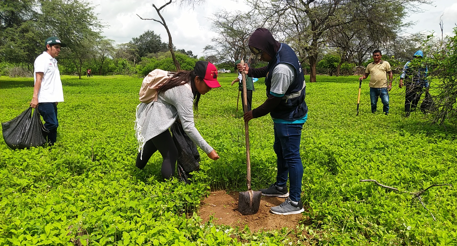 Campaña agrícola avanza en Piura con planificación y diversificación de cultivos
