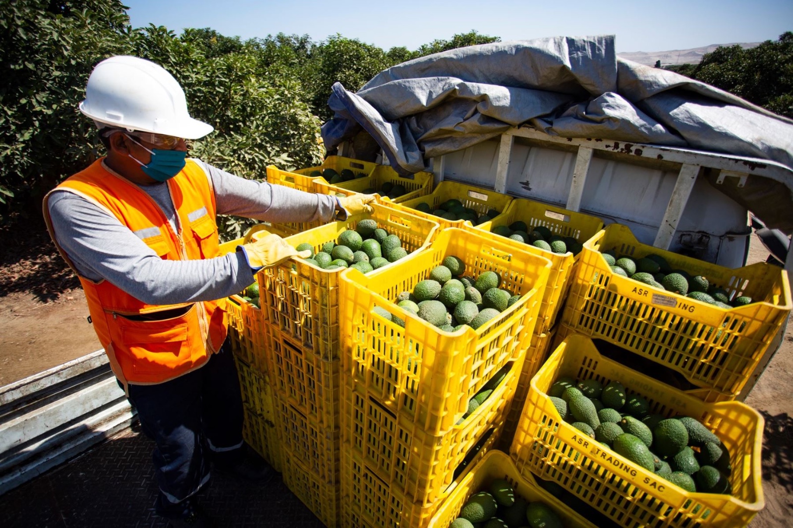 Agroexportaciones peruanas crecieron 20% y superaron los US$ 2,900 millones