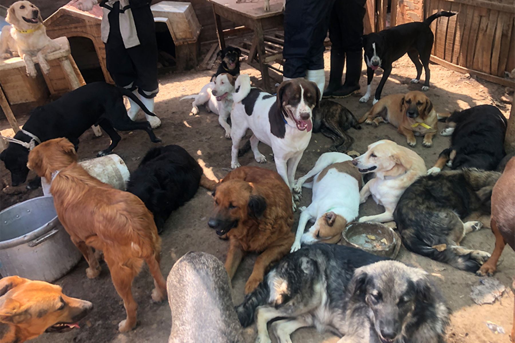 INEI medirá tenencia de mascotas en hogares desde julio de 2025