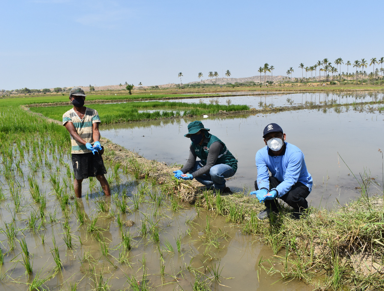 Agricultores asumirán riesgo si adelantan campaña agrícola en región Piura