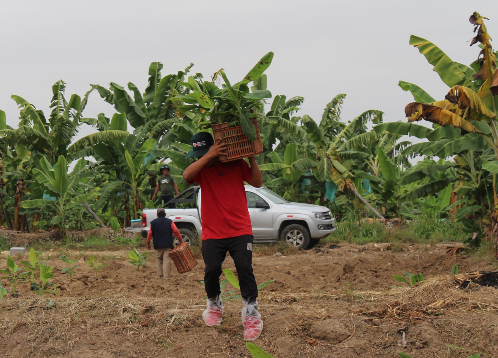 Instalan parcelas de banano en Piura para frenar plaga que afecta cultivos