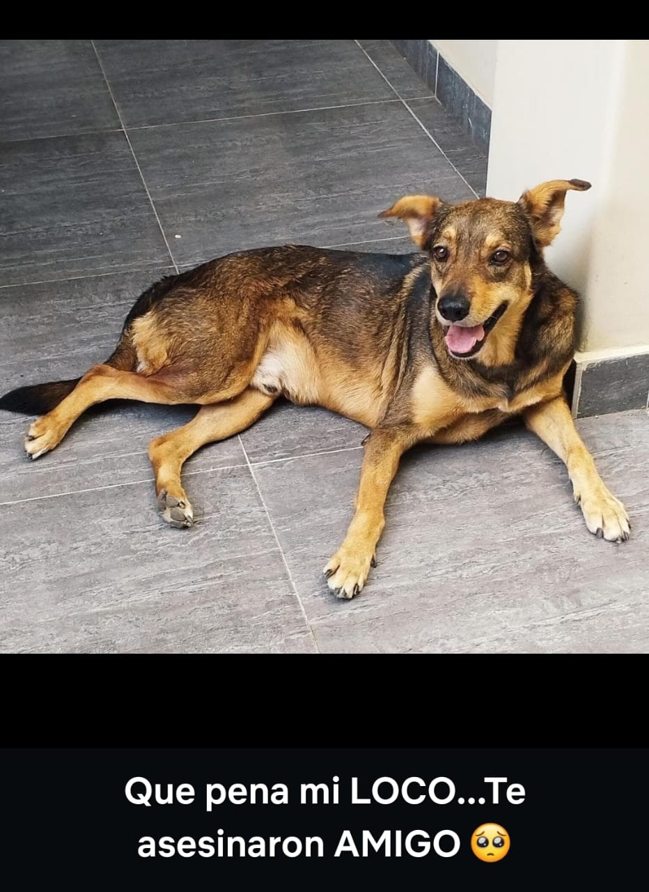 Animalistas denuncian prácticas crueles con perros en Facultad de Veterinaria UNP