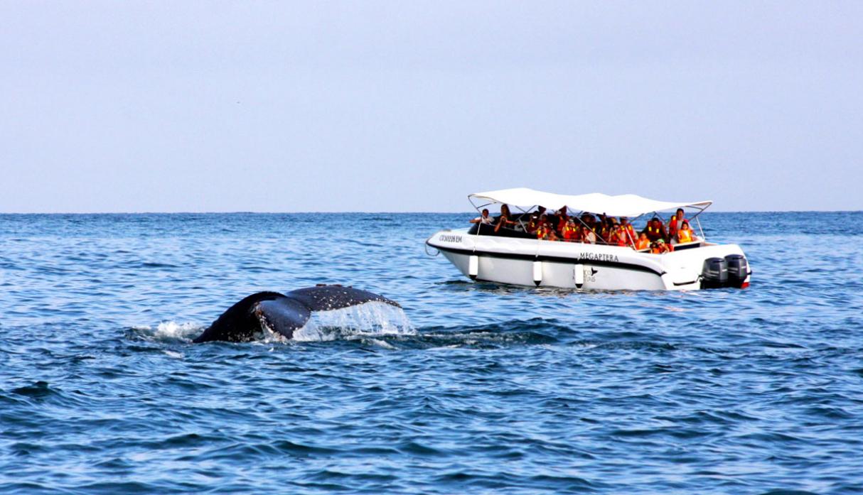 Piura y Tumbes impulsan turismo sostenible con temporada de avistamiento de ballenas
