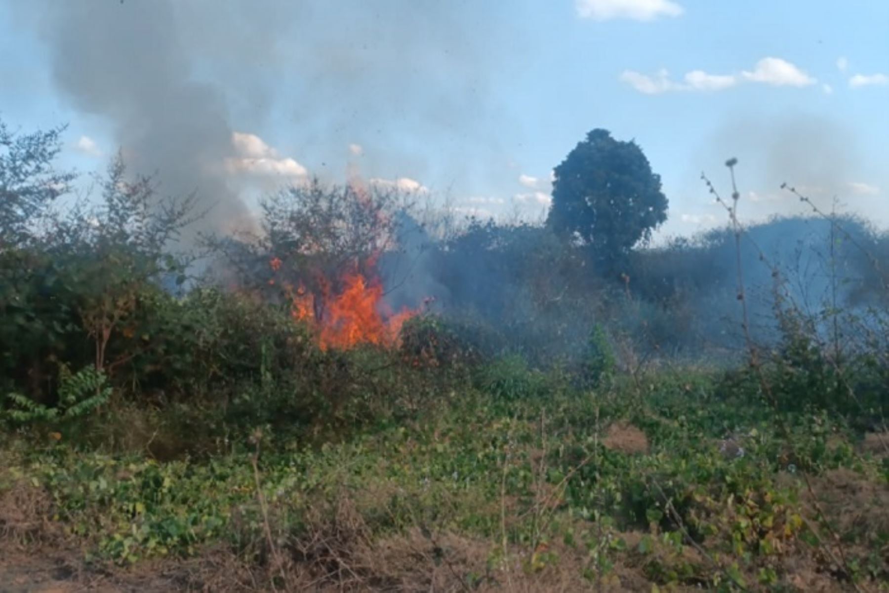 Alerta por riesgo extremo de incendios forestales en el sur del país