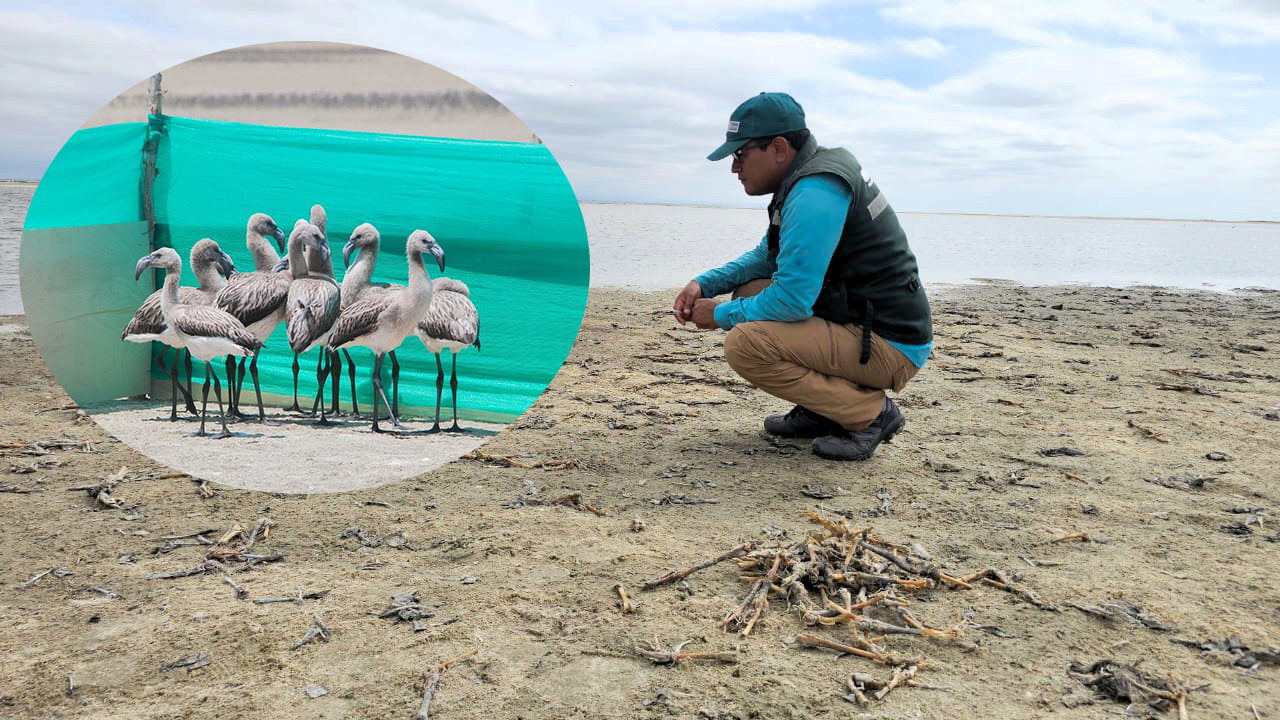 Sechura: Sacrifican más de 300 flamencos para venderlos como aves de corral