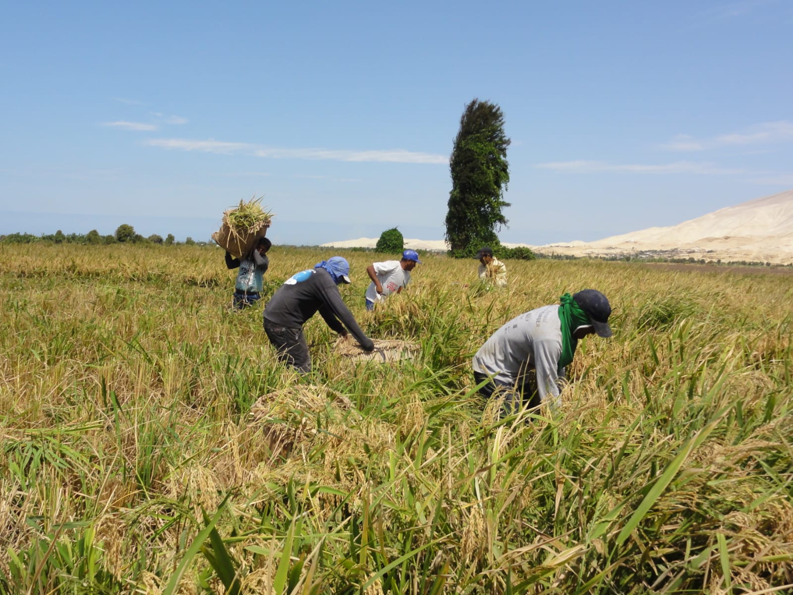 Baja del precio del arroz afecta a agricultores del Bajo Piura