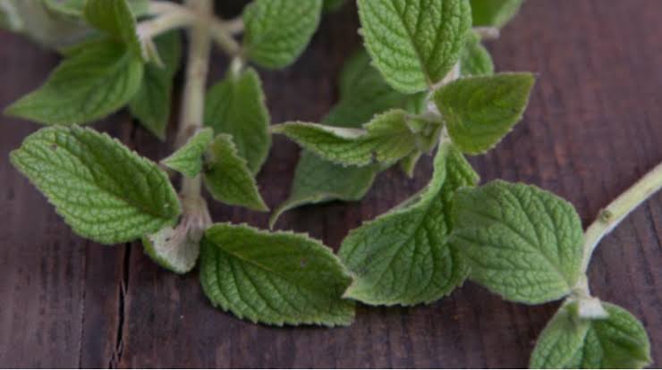Salud: la muña, planta esencial para el cuerpo y la cultura