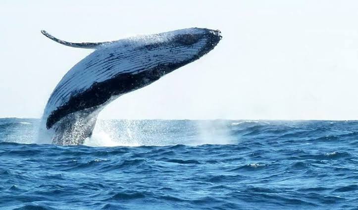Piura inicia temporada de avistamiento de ballenas este 12 de julio