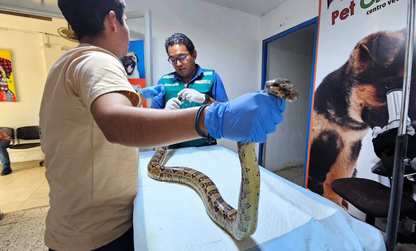 Boa macanche es rescatada en zona urbana de Huancabamba