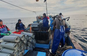 Pesquería de anguila inicia evaluación para certificación internacional