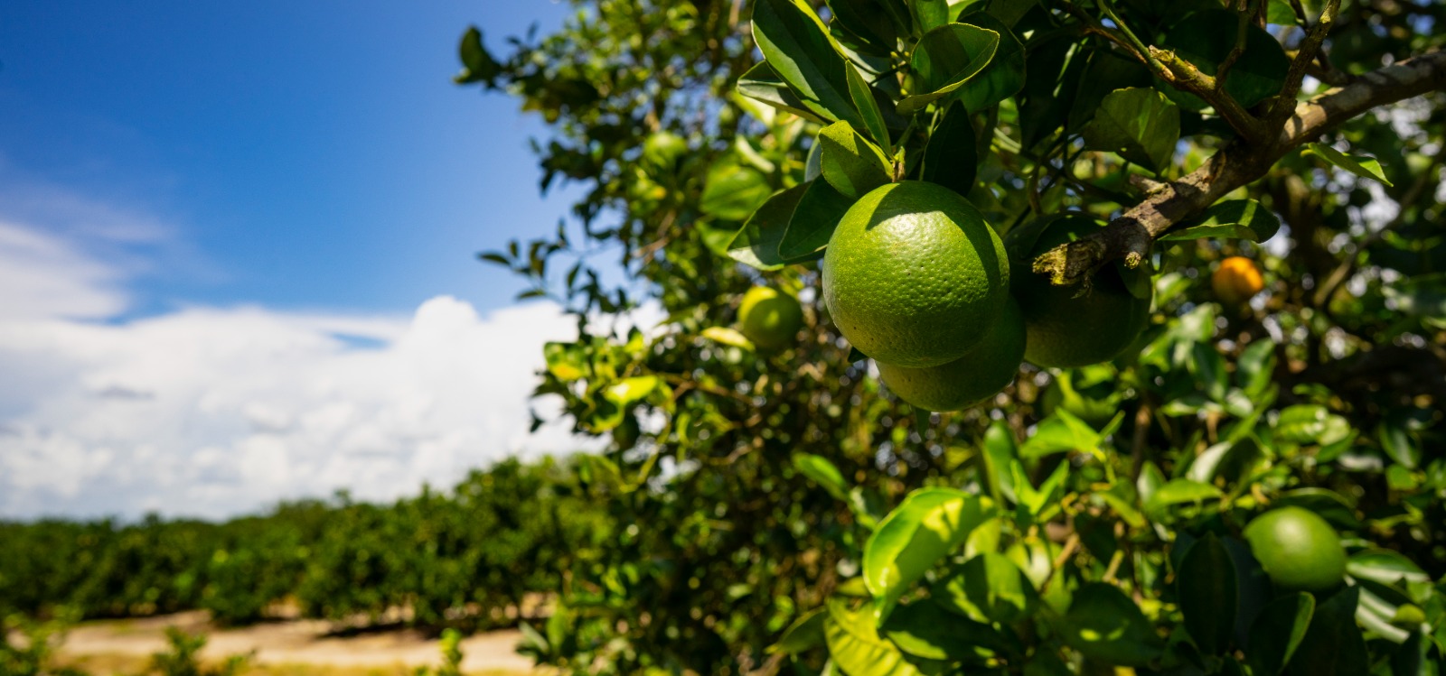 Precio del limón en Piura se estabilizaría en octubre, según economista