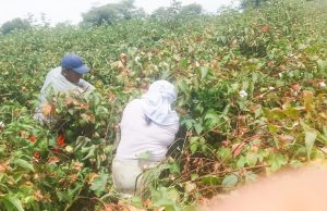 Productores exigen precios justos para algodón Pima en Piura