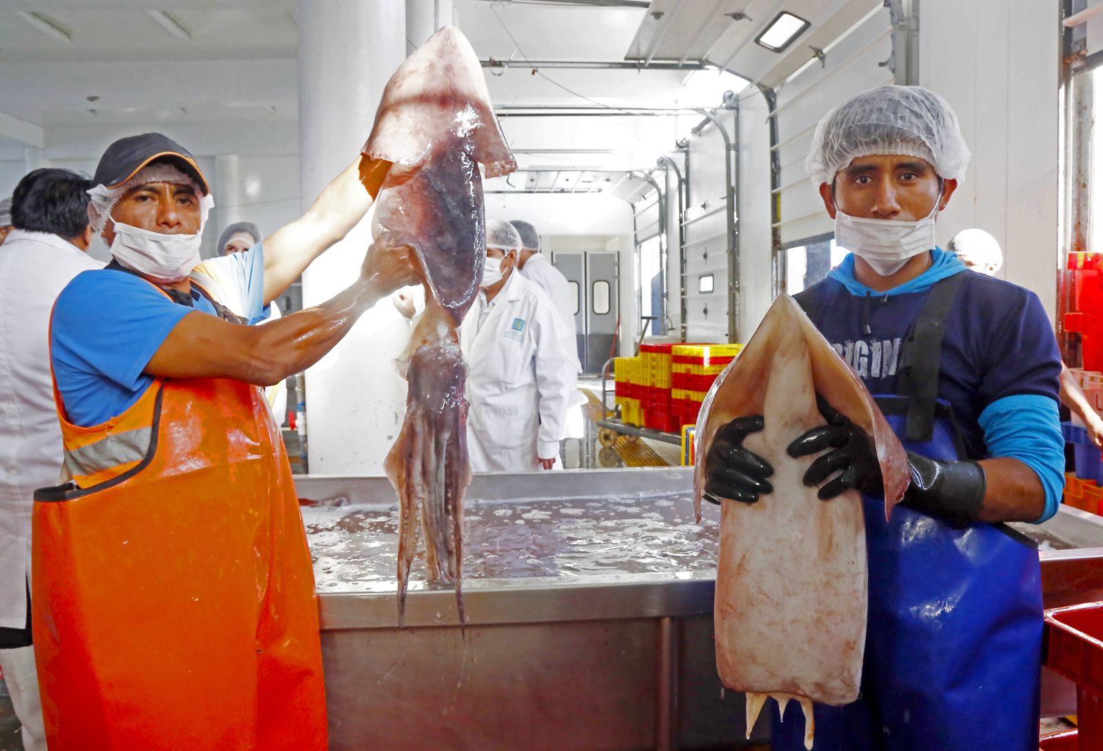 Piura: Produce adelanta cuota y crea mesa técnica para pesca de pota