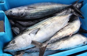 Produce establece nuevo límite de captura de bonito y anuncia veda