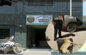 Máncora: Sujeto ebrio acuchilla y mata a un perro