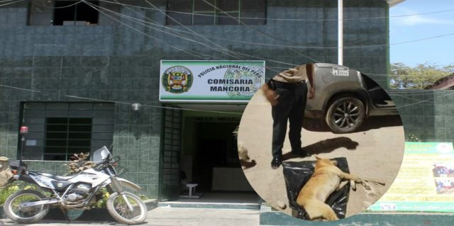 Colombiano mata a un perro