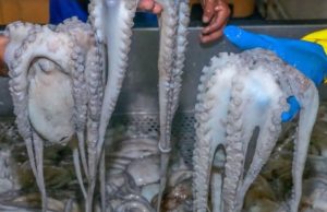 Piura: Lanzan el concurso gastronómico “Maestros del pulpo”