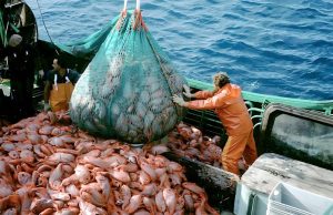 Flotas asiáticas depredan la pota frente a costas peruanas
