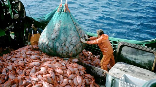 Pesca-de-calamar-1