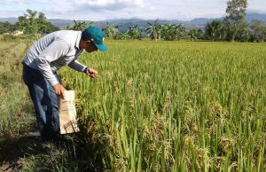Piura consolida su liderazgo arrocero con más de 400 mil toneladas