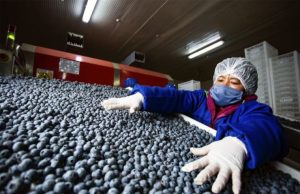Piura impulsa el liderazgo del Perú en exportación de arándanos