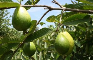 Salud: Guayaba, fruta que refuerza y cuida tu sistema inmune