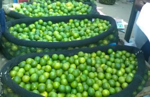 Producción de limón se recupera en Piura y Tumbes tras escasez