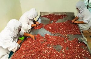 Agroexportaciones y crédito fortalecen el crecimiento económico de Piura