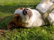 Piura: Campaña veterinaria gratuita se realizará este sábado