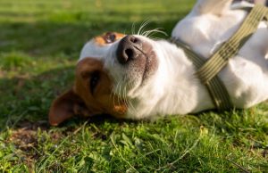 Piura: Campaña veterinaria gratuita se realizará este sábado