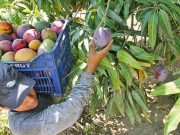 Piura: Agricultores de San Lorenzo establecen precio mínimo para el mango