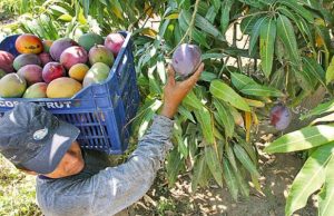 Piura: Agricultores de San Lorenzo establecen precio mínimo para el mango