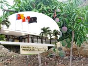 Piura: La Camco convoca mesa de diálogo por conflicto por el precio del mango