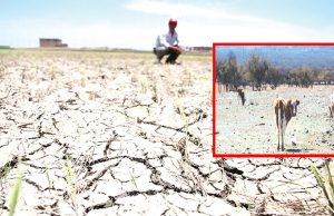 Calor extremo y sequías ponen en jaque la agricultura de Piura