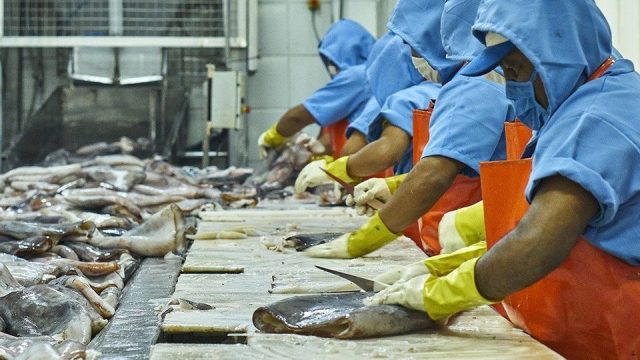 Exportaciones de pota Piura