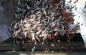 Segunda temporada de pesca de anchoveta inicia este 7 de noviembre